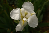 Iris florentina RCP4-2015 163.JPG